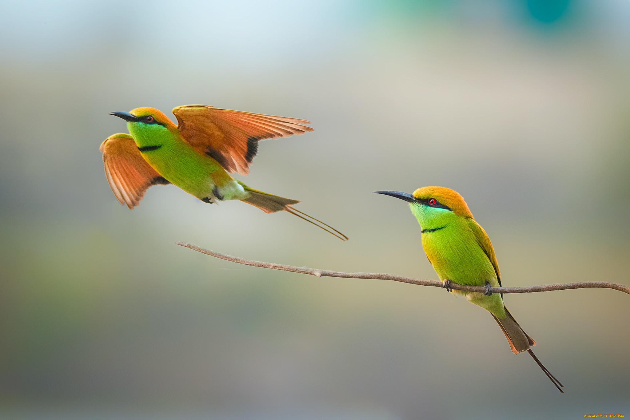 ,  , , bee-eater, couple, wildlife, birds